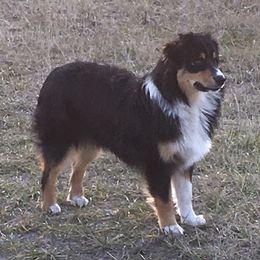 Maisie - Australian Shepherd