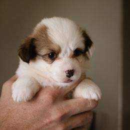 Psalm - Sable female Pembroke Welsh Corgi puppy in South Otselic, New York from Ridge Top Corgis