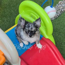 Hendrix - Merle male Chihuahua puppy in Bowdon, Georgia from Paschal's Pups