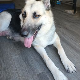 "Mom" German Shepherd Puppies from Puppy Love