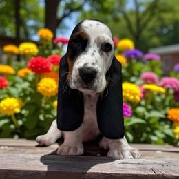 Dinky - Black brown and white female Basset Hound puppy in Pilot Mtn, North Carolina from Lowdown Love Basset Hounds