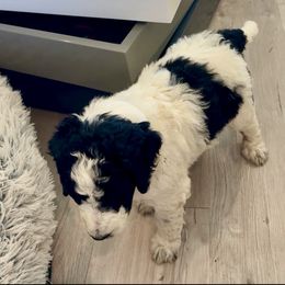 Rose - Black tri-color female Aussiedoodle puppy in Waelder, Texas from Aussiedoodles of Austin