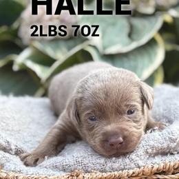 Halle - Silver female Dilute Retriever puppy in Puyallup, Washington from 12 Door Farm Labradors