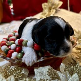 Havanese Puppies from Rose Hill Havanese