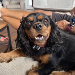 Cavalier King Charles Spaniel Puppies from Reynolds Farms Cavaliers