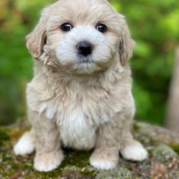 Boy 3 - Cream male Maltipoo puppy in Bellingham, Washington from My Sweet Poodles and Doodles