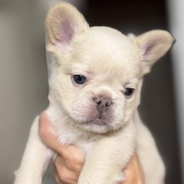 French Bulldog Puppies from Tellez House of Frenchies