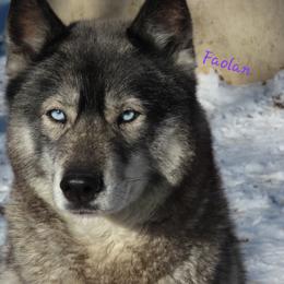 Faolan - Siberian Husky