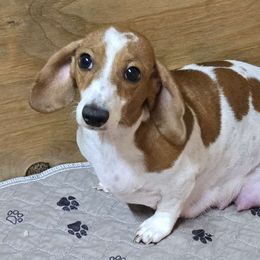 Miley - Dachshund