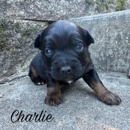 Charlie - Black tri male Miniature Australian Shepherd puppy in Sandy Hook, Kentucky from RidgeTop Aussies
