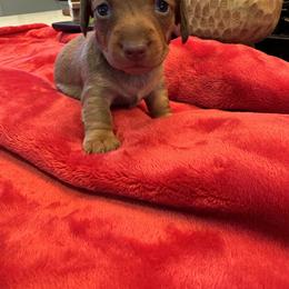 Dachshund Puppies from Sweet Home Alabama Dachshunds