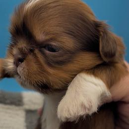 Goldie - yellow collar - Chocolate and tan female Shih Tzu puppy in Clarksburg, West Virginia from Pilgrim Shih tzu