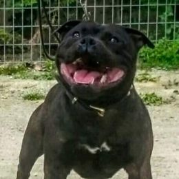motomoto - Staffordshire Bull Terrier