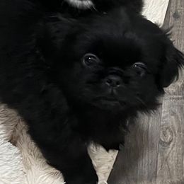 Simon - FULL AKC - Black male Pekingese puppy in Pennsylvania from Triple I Pekes