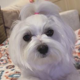 Daisy - Maltese