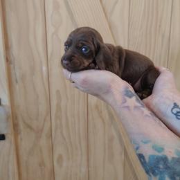 Princess - Chocolate and tan female Dachshund puppy in Norco, California from Tessasprettydachshunds