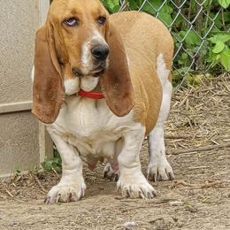 Poppy - Basset Hound