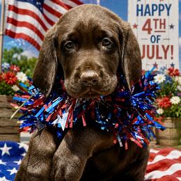Mr green - Chocolate male Labrador Retriever puppy in Portland, Tennessee from Whiskey Ridge Retrievers