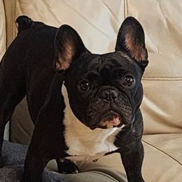 Iris - French Bulldog