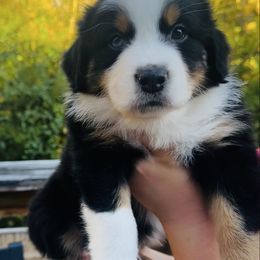 Bonfire - Black tri-color male Australian Shepherd puppy in Mckenzie, Tennessee from Whispering Iris Aussies