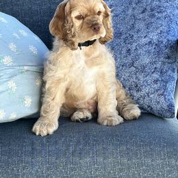 Cocker Spaniel Puppies from Cockers of Country Lane