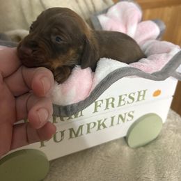 Nevada - Chocolate and tan female Dachshund puppy in Richwood, West Virginia from Wild and Wonderful Wieners