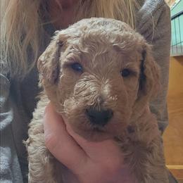 Black collar (Barley) - Red  male Poodle puppy in Stephentown, New York from Creme de la Poodle, standard poodles