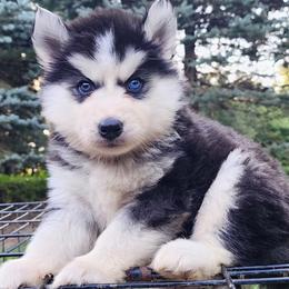 Lior - Black tan and white male Siberian Husky puppy in Woodlawn, Virginia from Delta Huskies