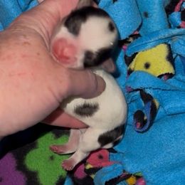 Female Parti - Tan and white female Yorkshire Terrier puppy in Des Moines, Iowa from Diamond Yorkshire Terriers