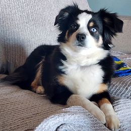Myrtle - Toy Australian Shepherd