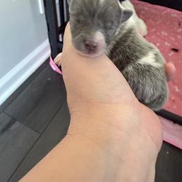 Blue Sable - Blue sable male Pomeranian puppy in Cheektowaga, New York from Luxe Legacy Pomeranians