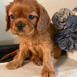 Ember - Ruby male Cavalier King Charles Spaniel puppy in Kidder, South Dakota from Continental Cavaliers