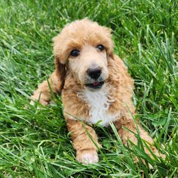 Justice - Red  Poodle puppy in Central Point, Oregon from Hanley Country Canines