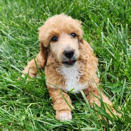 Justice - Red  Poodle puppy in Central Point, Oregon from Hanley Country Canines