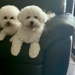 Pippin - White male Bichon Frise puppy in Parkland, Florida from Happy Tails Bichons