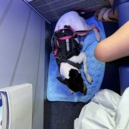 Rat Terrier Puppies from Haiku Rat Terriers