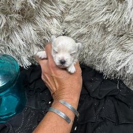 Evie Belle - White and tan female Morkie puppy in Taylorsville, North Carolina from Mountain Top Hot Tailz