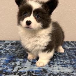 Girl 1 - Gray and white female American Corgi puppy in Hico, Texas from Chisholm Trail Kennels