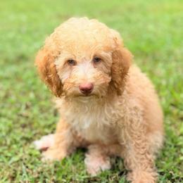 Boy2 - Apricot male Poodle puppy in Liberty, Texas from Poodles and Doodles Most Excellent Adventures