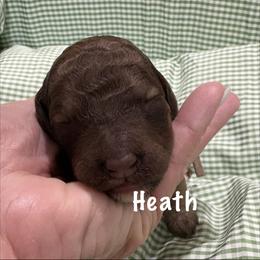 Heath - Sable male Poodle puppy in Carrollton, Georgia from Dande Poodles, LLC
