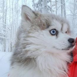 Greg - Pomsky