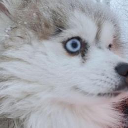 Greg - Pomsky