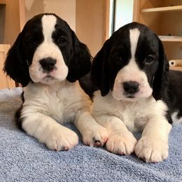 English Springer Spaniels from Solaire Springers