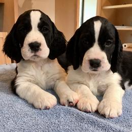 English Springer Spaniels from Solaire Springers