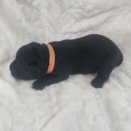 Girl - Black female Labrador Retriever puppy in Silsbee, Texas from AZ Kennels LLC