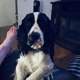 Miss Liz - English Springer Spaniel