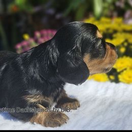 Trey 1695 - Black and tan male Dachshund puppy in Ben Wheeler, Texas from Anytime Dachshunds by D.B.