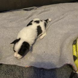 Lil Pup Girl - White black and tan female Papillon puppy in Derry, New Hampshire from A Circle Of Love Papillons