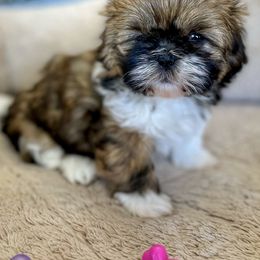 Shih Tzu Puppies from I ShihTzu Not of AZ
