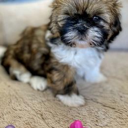 Shih Tzu Puppies from I ShihTzu Not of AZ